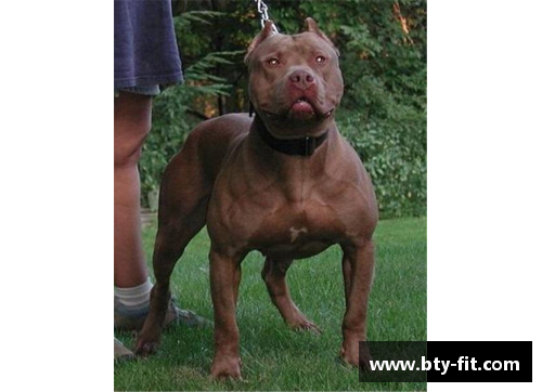 b体育神秘犬种能轻松战胜比特犬，却被外国人当宠物，网友直呼瑟瑟发抖 - 副本